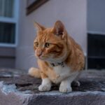A curious cat wearing a safety collar, exploring both indoors and outdoors for maximum protection.