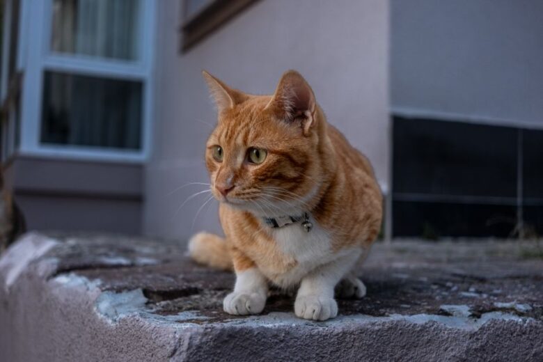 A curious cat wearing a safety collar, exploring both indoors and outdoors for maximum protection.